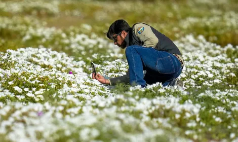 World’s driest desert covered in wildflowers